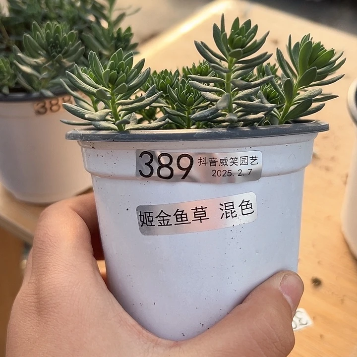 水晶昼**分抖音直播闪拍389