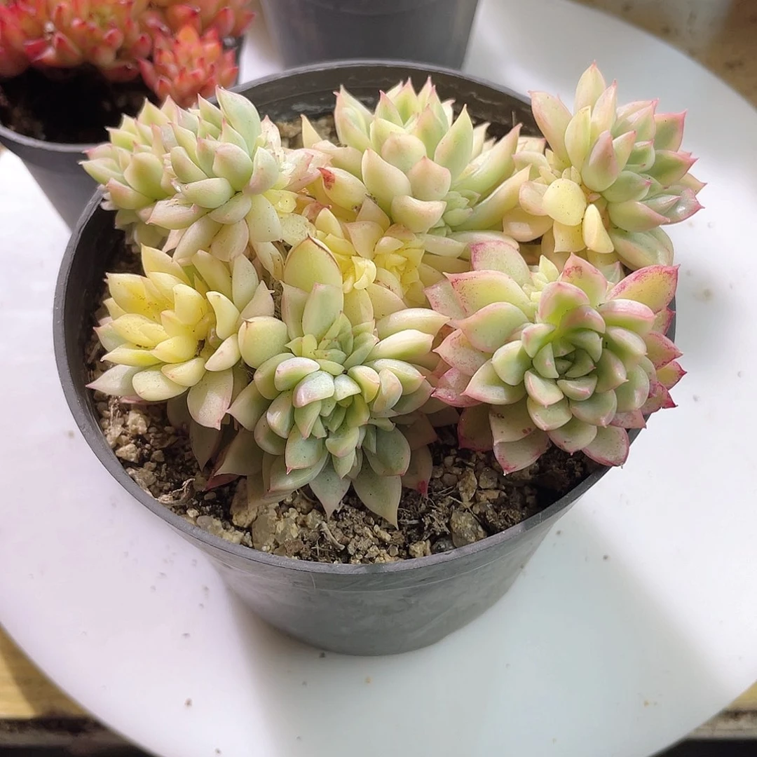  0551  女雏锦 六月六