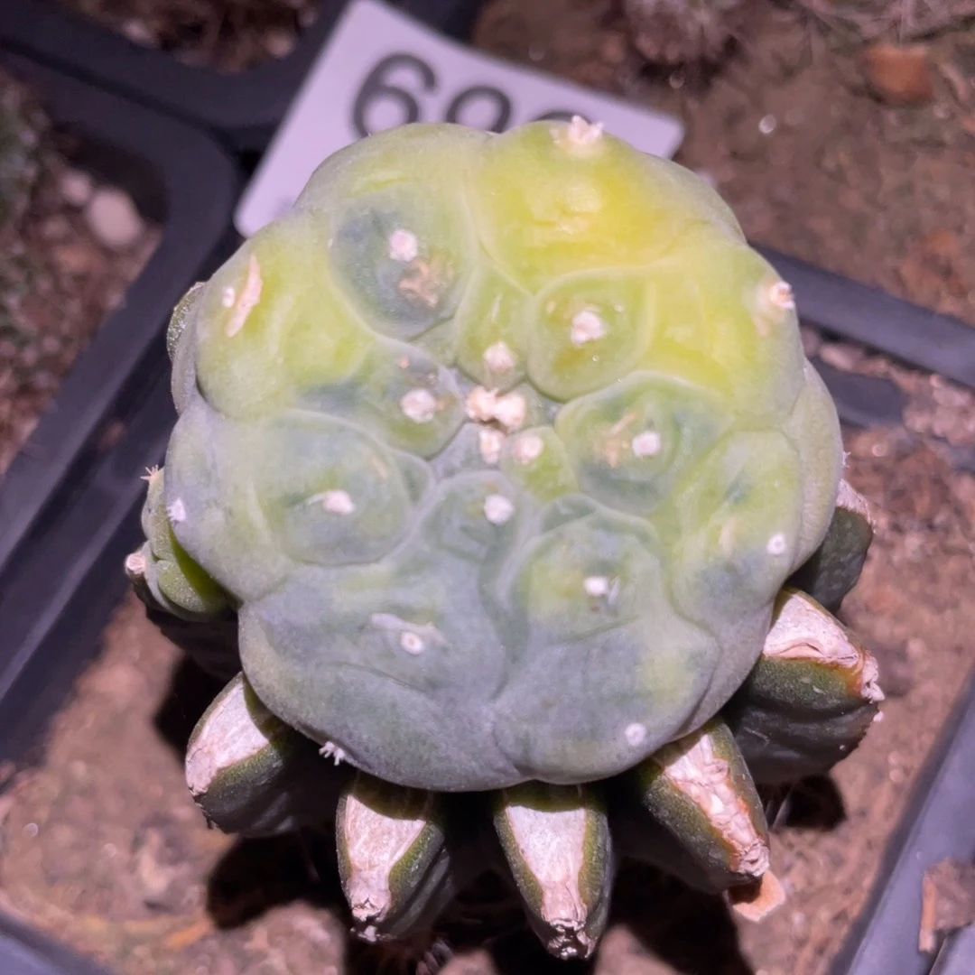 犹银锦692 仙人球