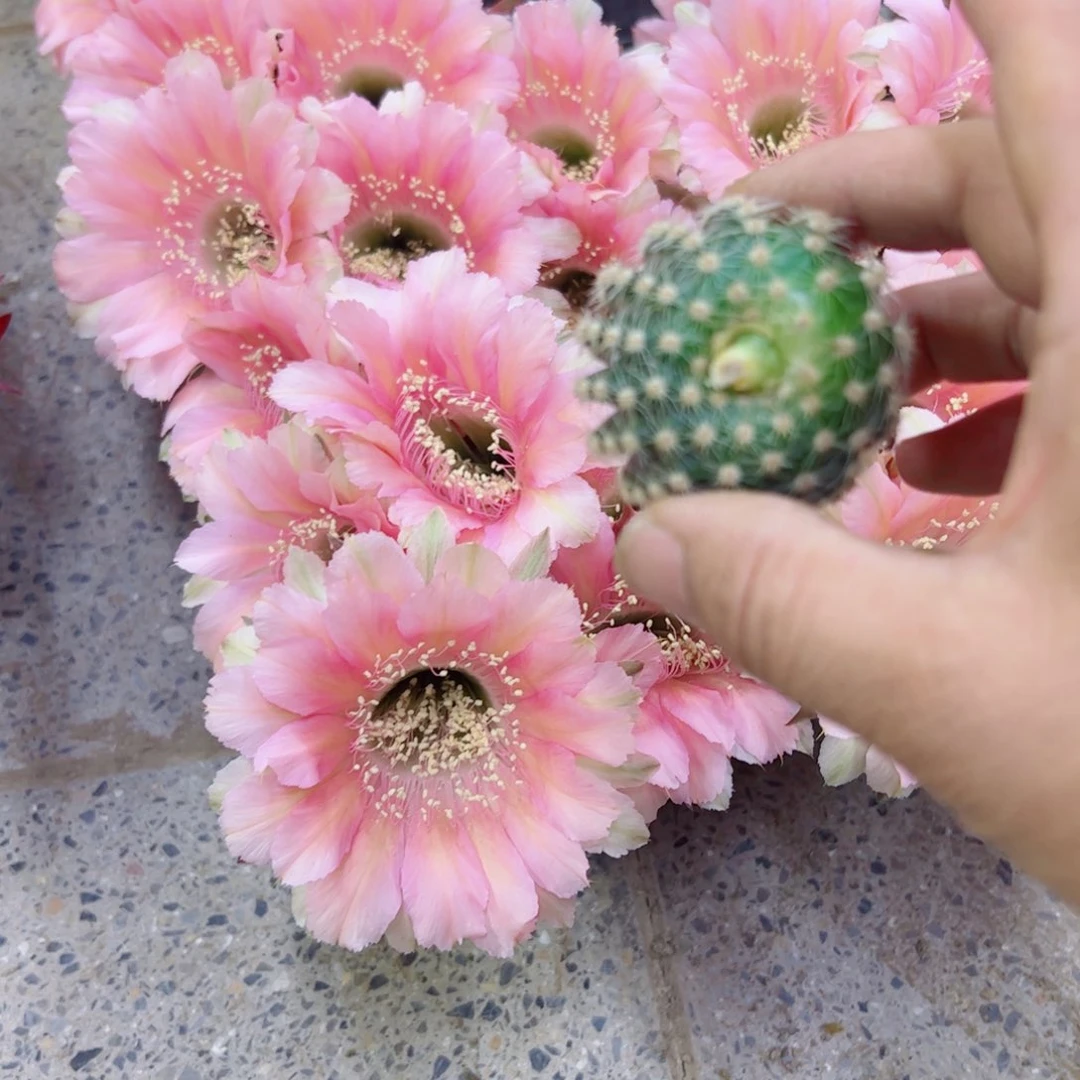 下16金刚30歪无根侧牙3一4公分左右20包邮