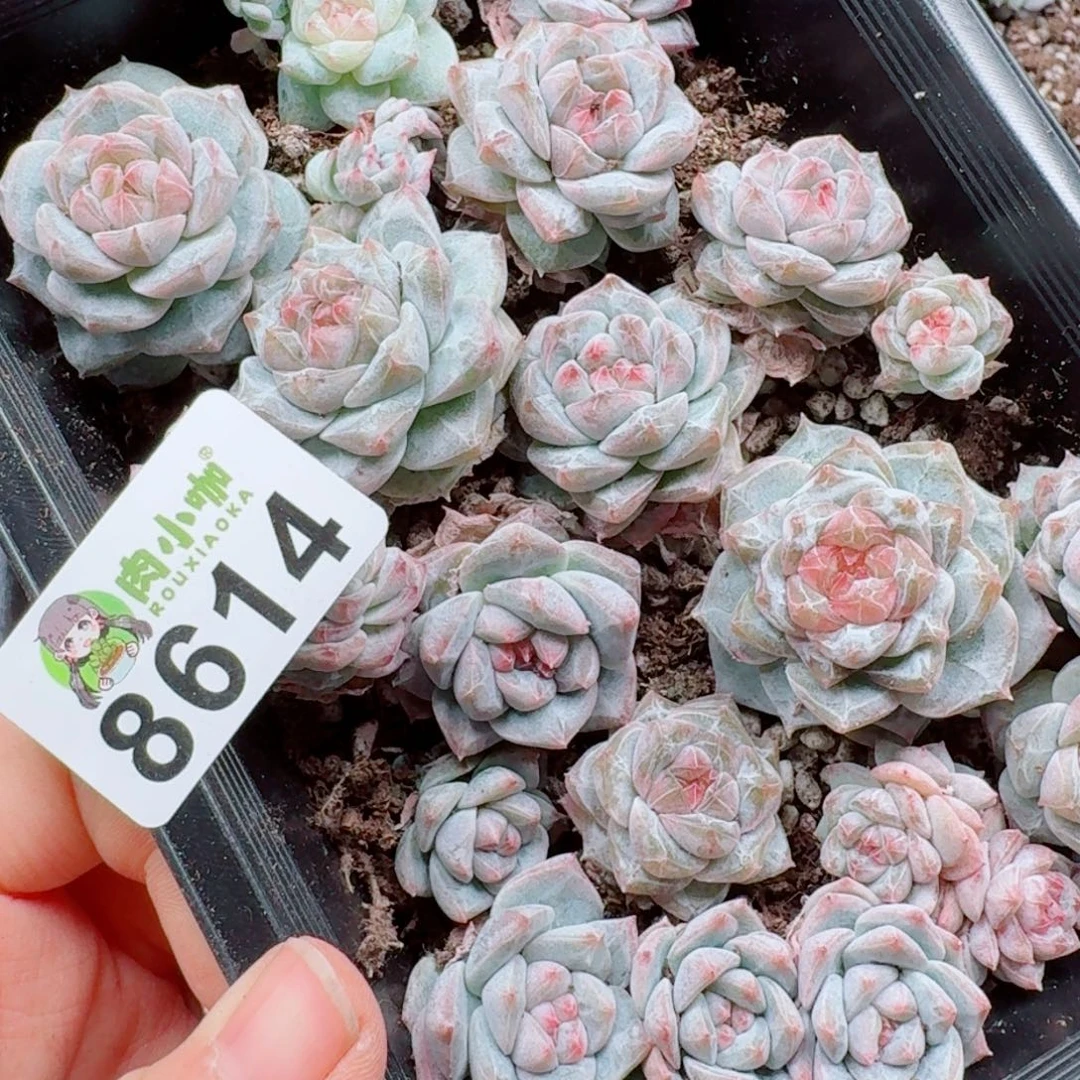 多肉植物多肉植物