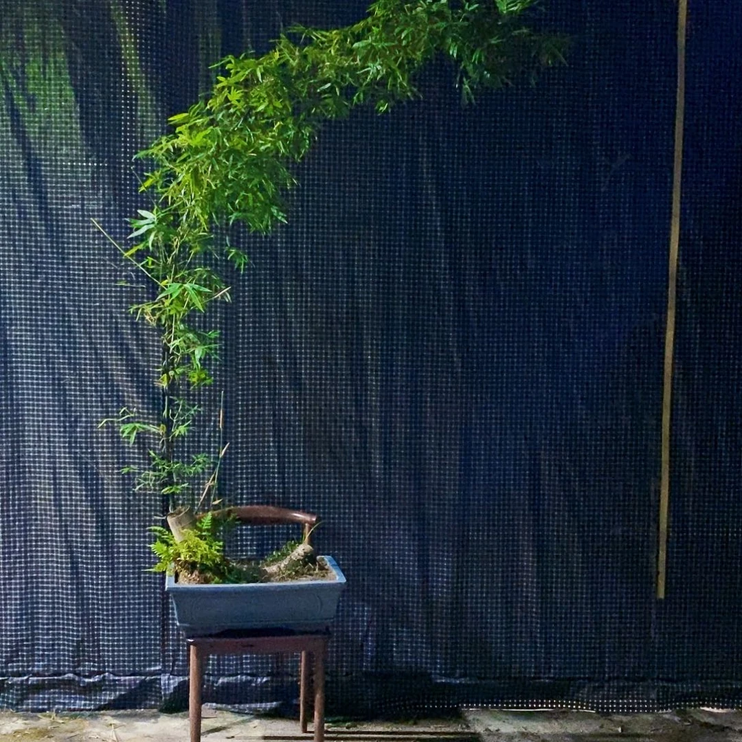 小叶簕竹一物一拍