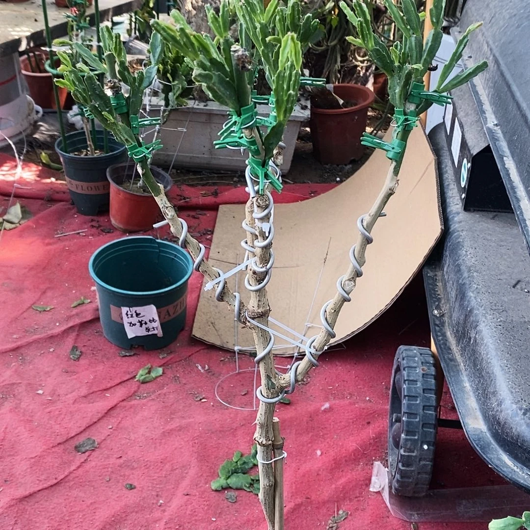 钦***涵无花朵福利款树型