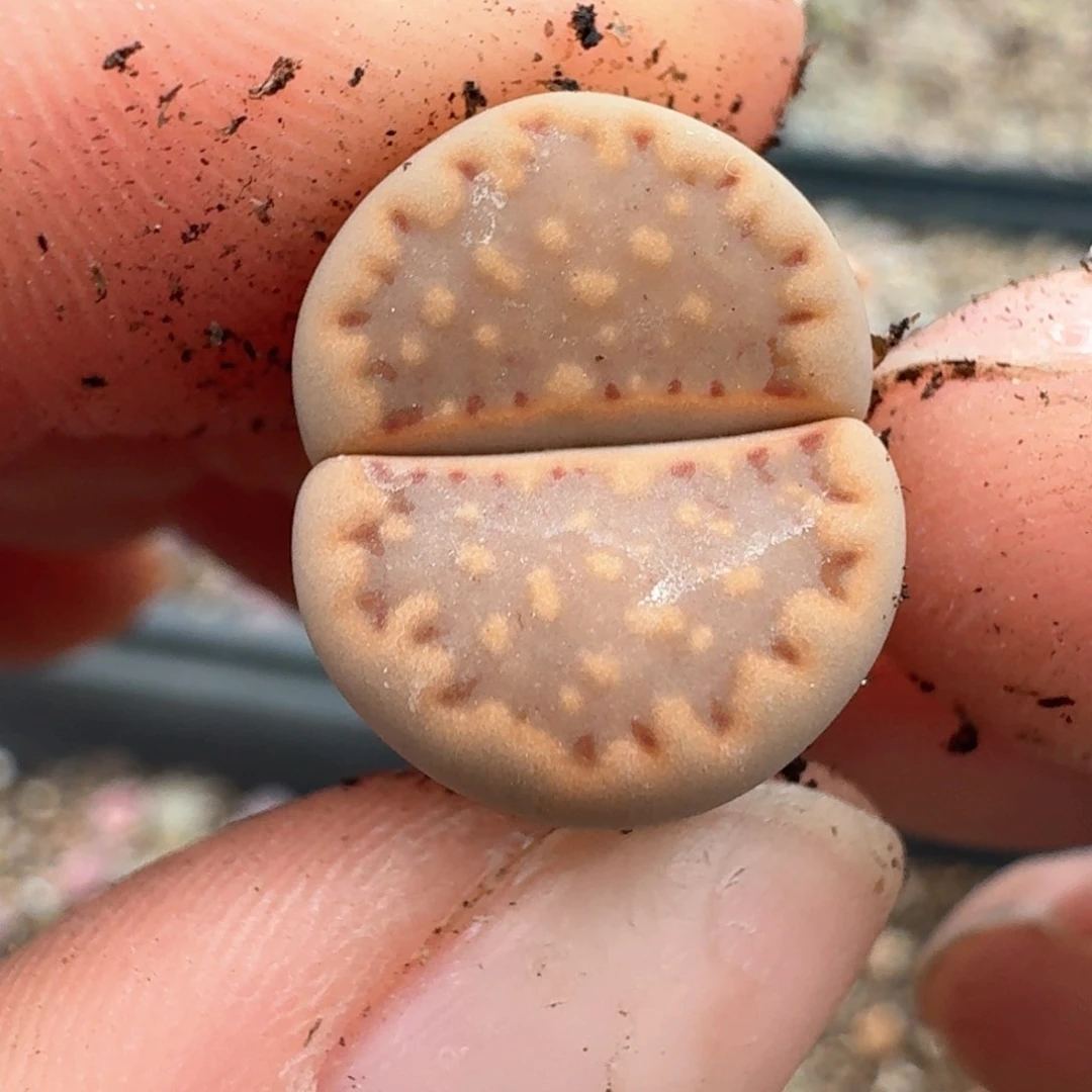 149一颗0000000000000