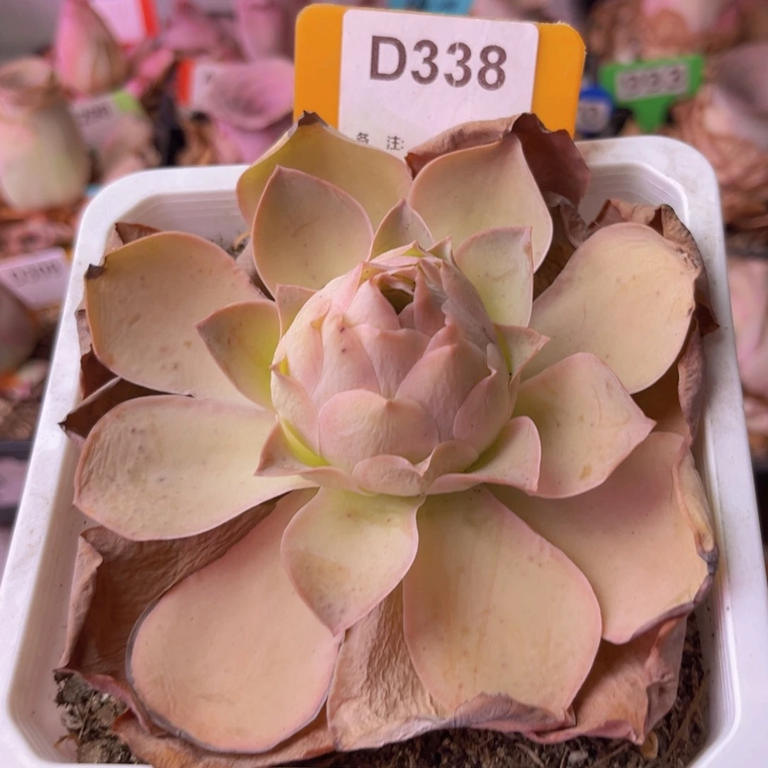 山地玫瑰一物一拍D338