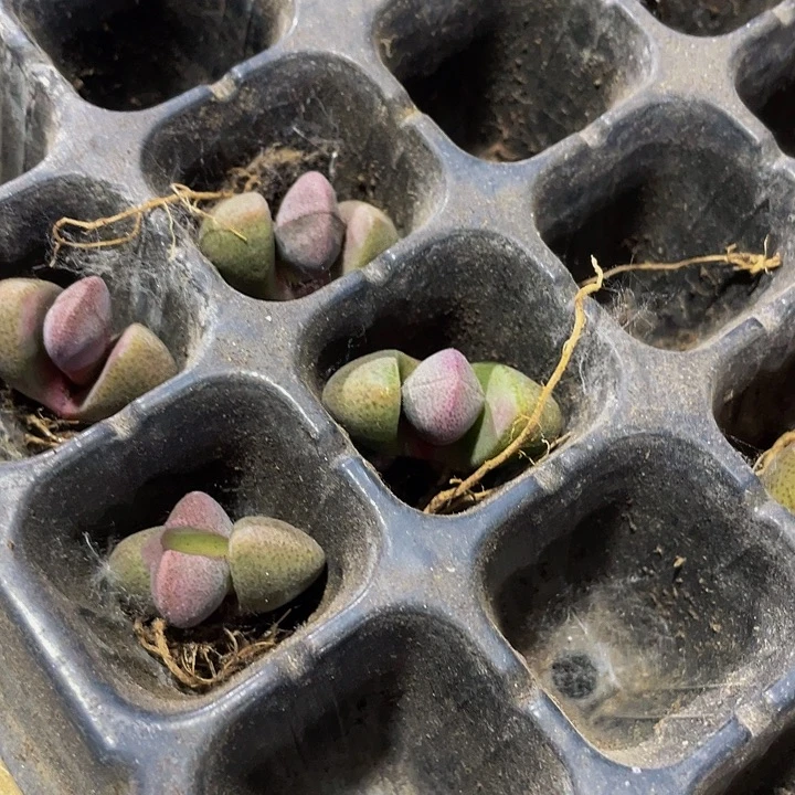 小紫元宝2元托土土