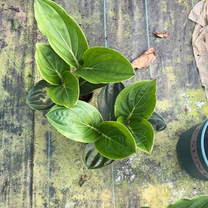 宝莲灯小苗两头带花苞精品