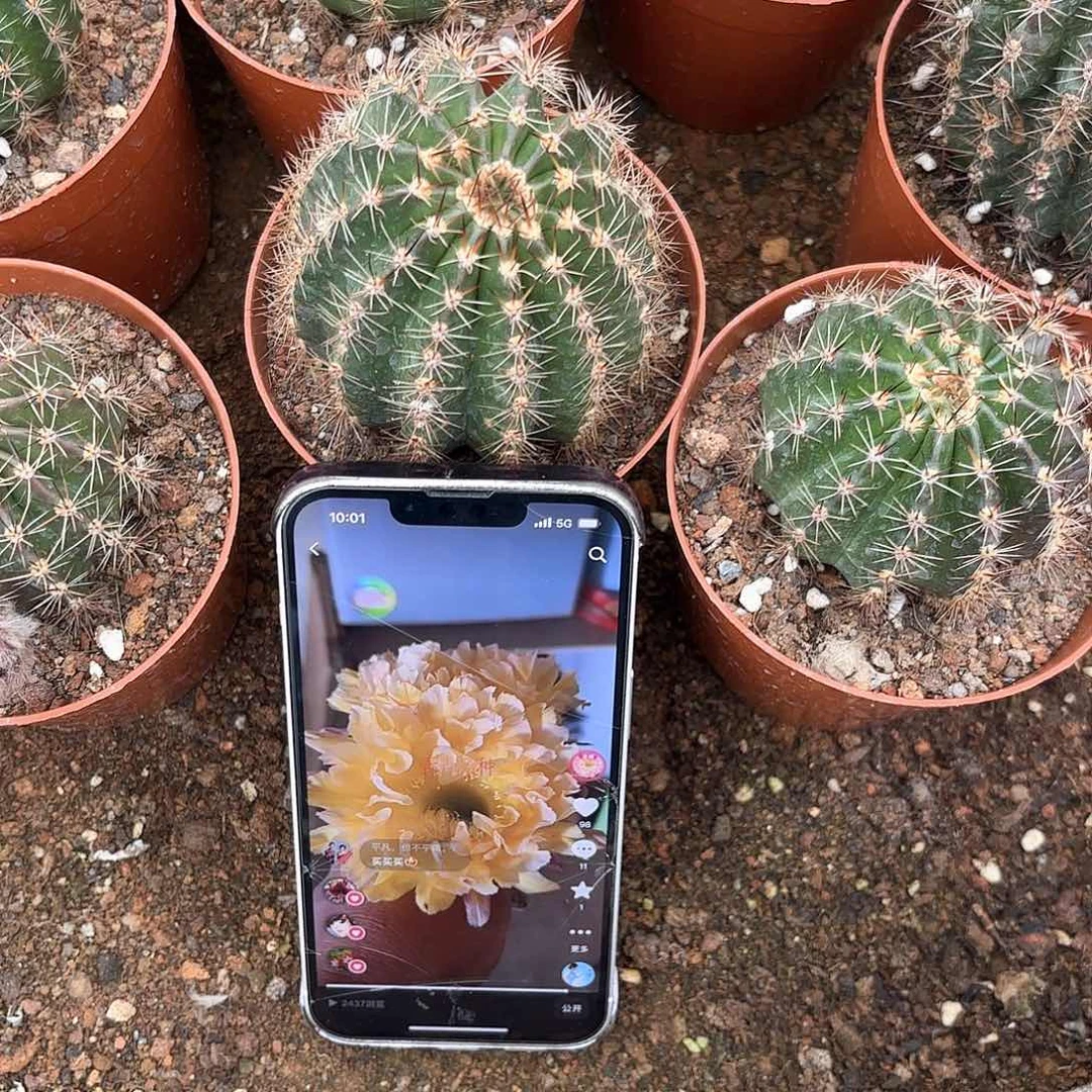 守**生彩草黄金甲1代