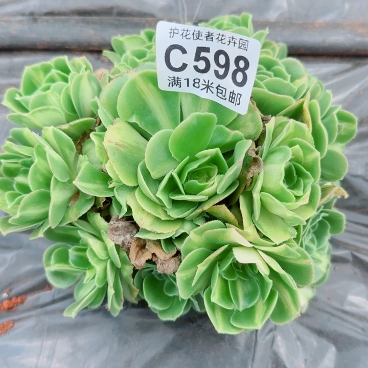 多肉法师灿烂多多