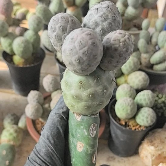 彭***都习志野仙人球直播