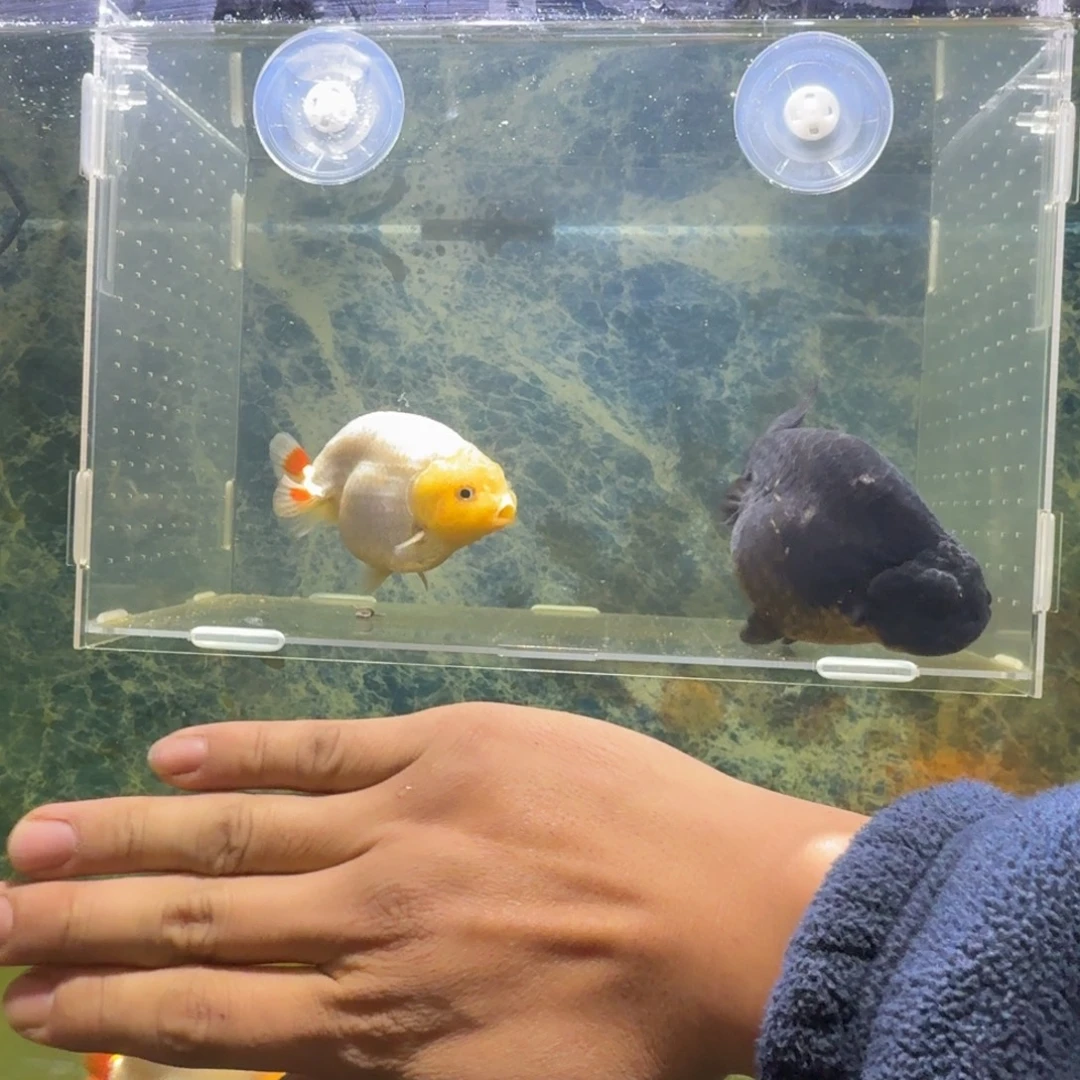 龙睛金鱼兰寿冷水金鱼