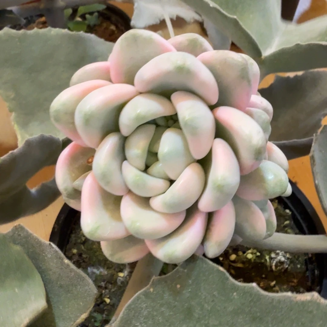 花斑鹿多头 安吉园艺锦