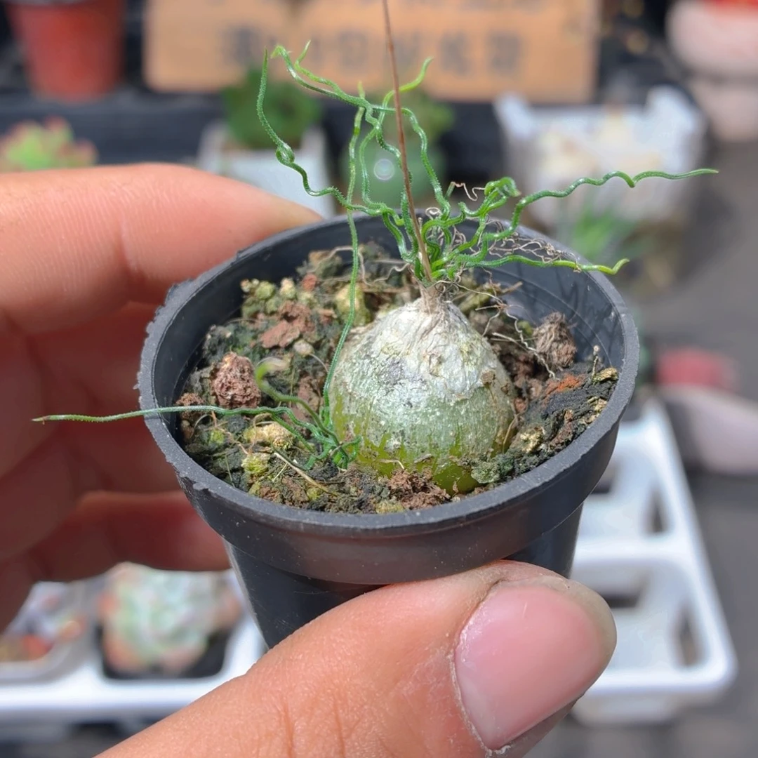 泰迪海葱多肉9.9包邮发货