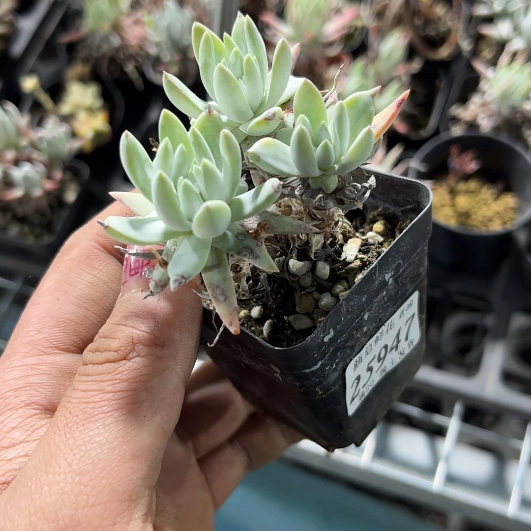 W****e25947一物一拍单头发货