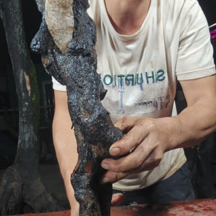 无花朵小乔金弹子当前无花果