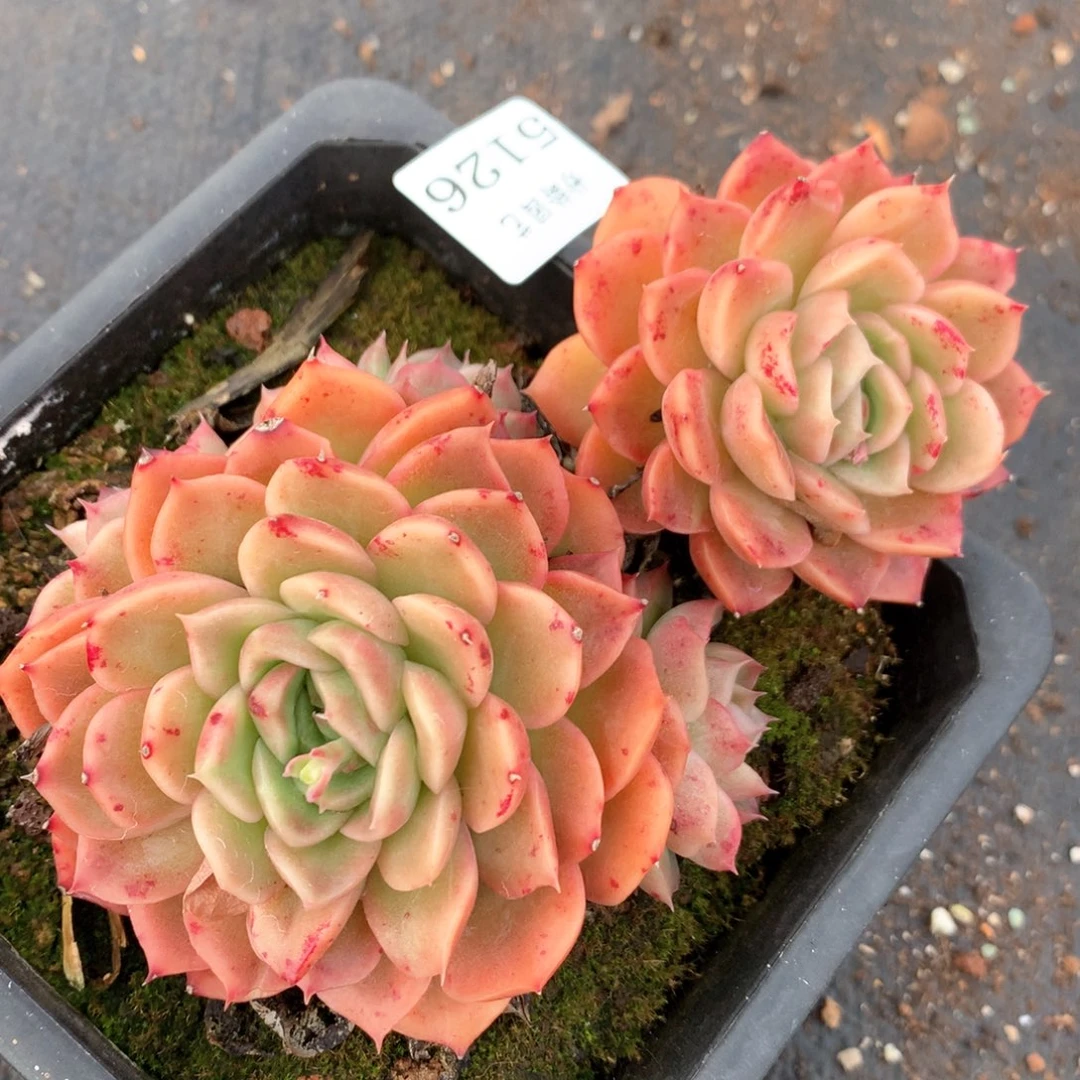 5126杂交多肉植物