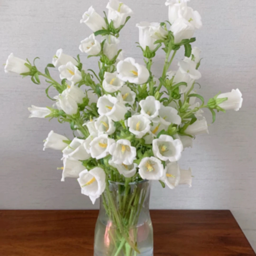 风铃随机色任意两单包邮