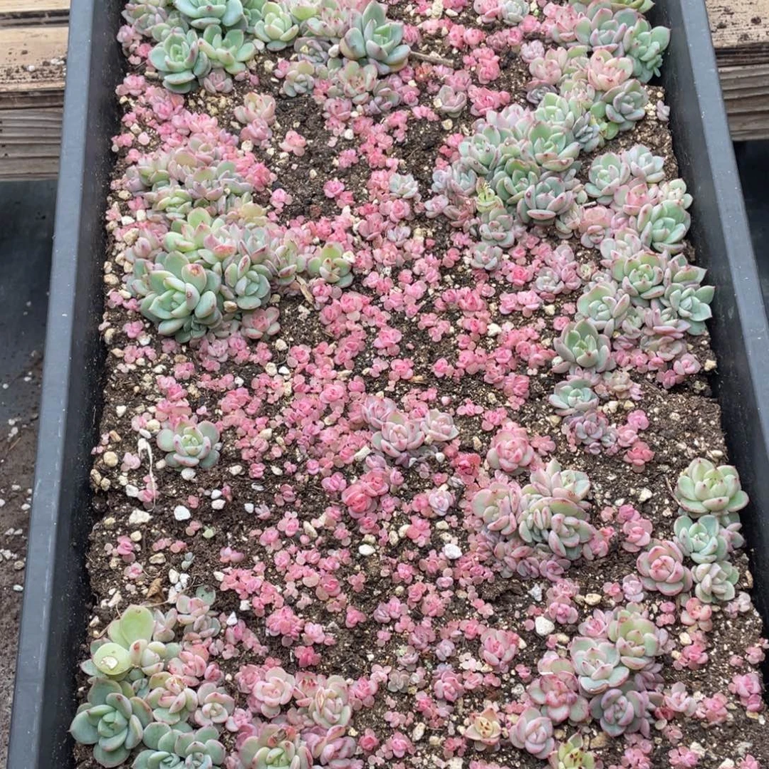 云糖心多肉植物124