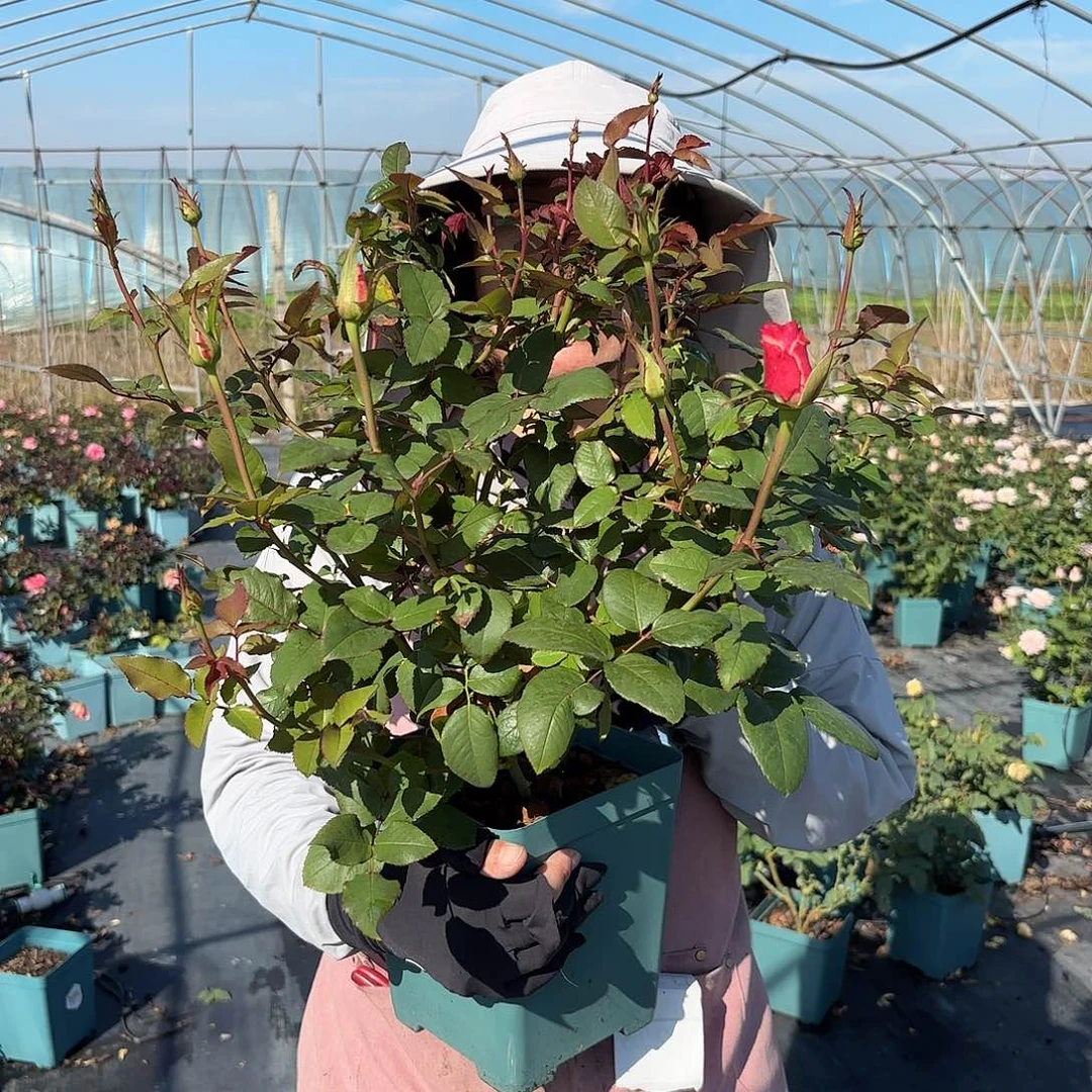 罗斯林，爱的呼吸1.5加仑扦插