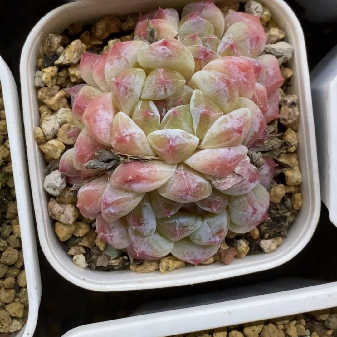 精品多肉一物一拍不包整348