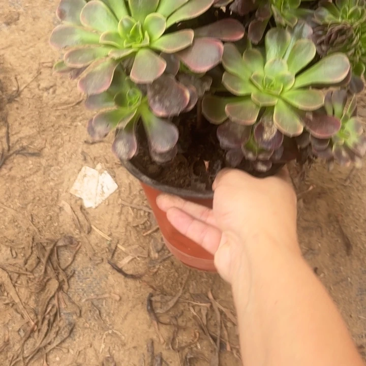 2862多肉植物法师欧嘉莉缀
