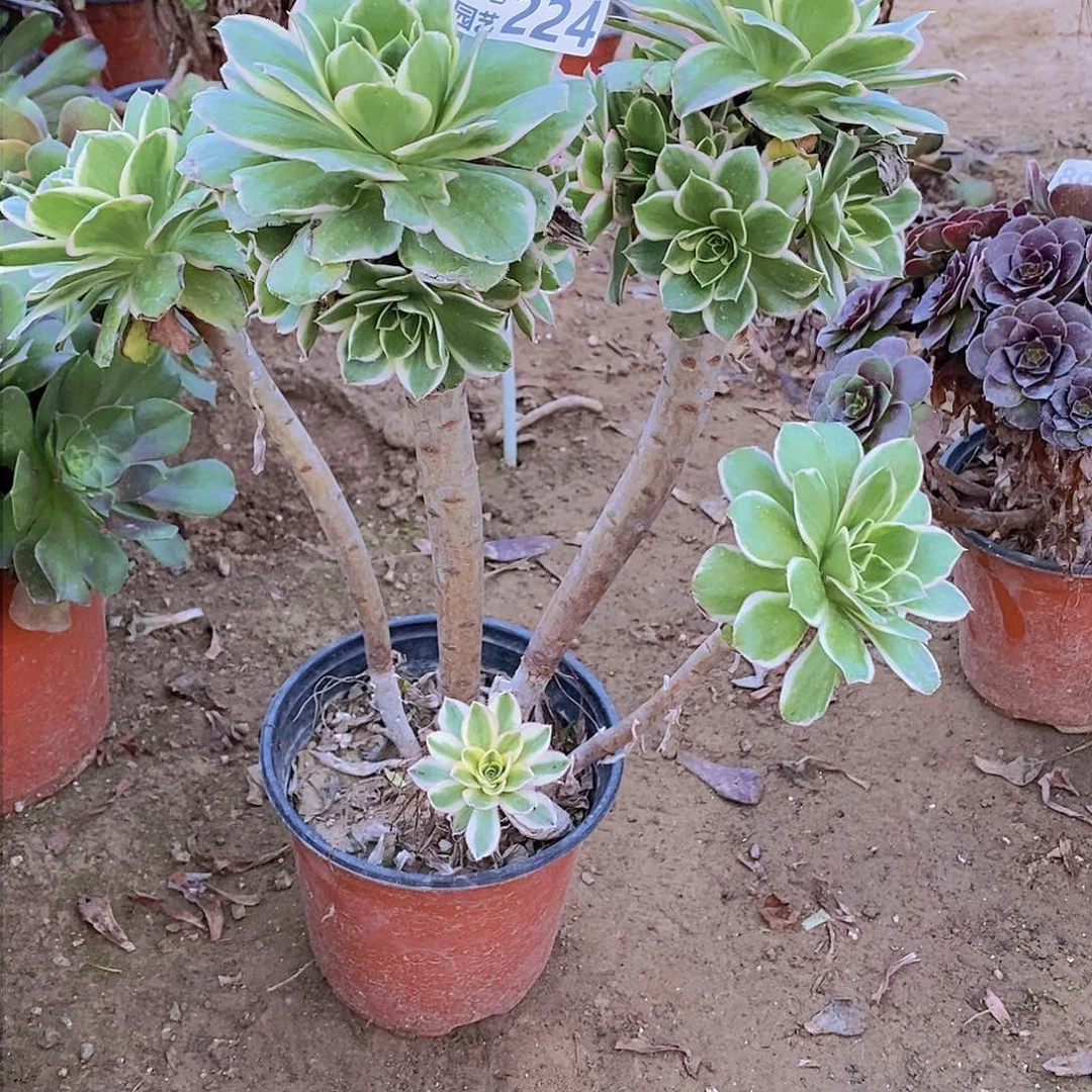 224 号一物一拍多肉植物