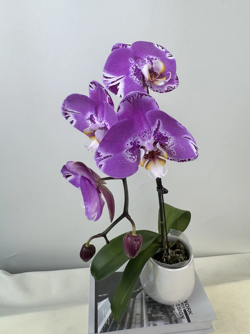 蝴蝶兰【藏宝图】鲜花盆栽室内观赏花花佛山基地直发好养易活