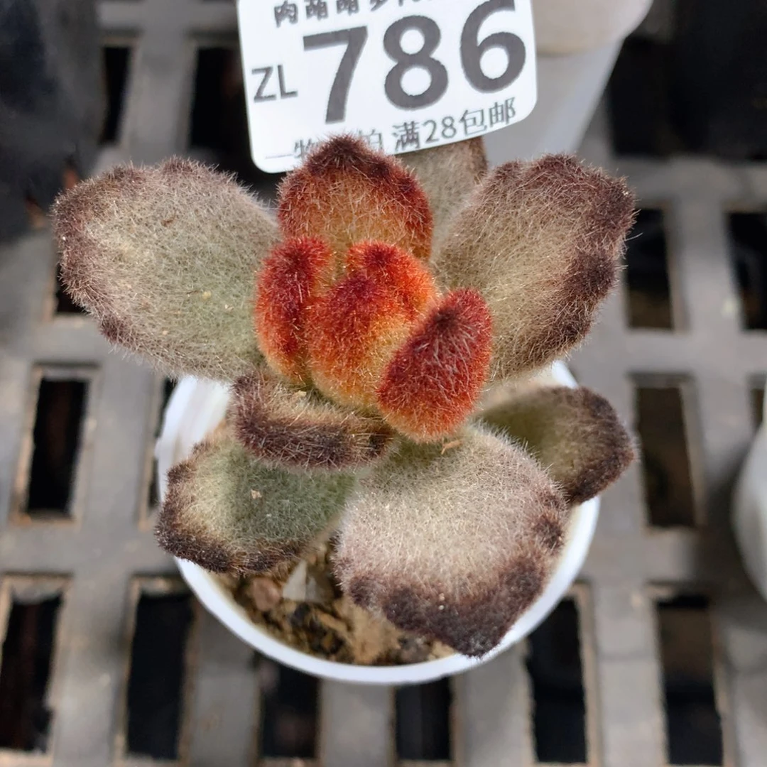 5CM拇指盆精控多肉ZL786