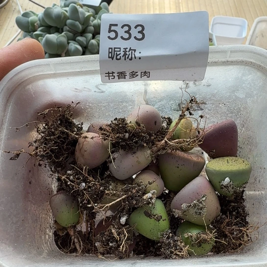 多肉植物多肉植物多肉植物