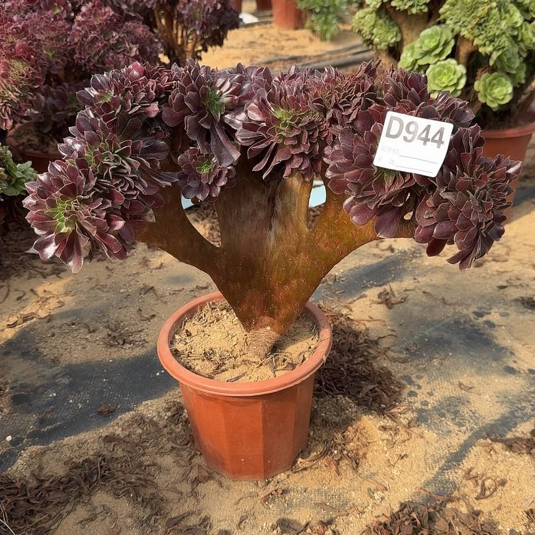 944欧紫一颗呀呀颗