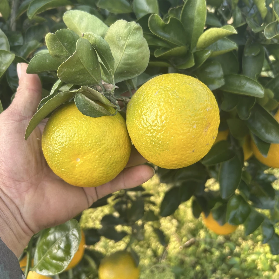 湖北荆州章庄铺当季新鲜现摘甜心橘柚