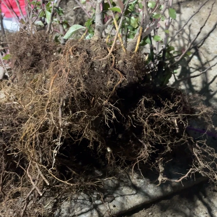 大的     司牡丹  海棠一颗