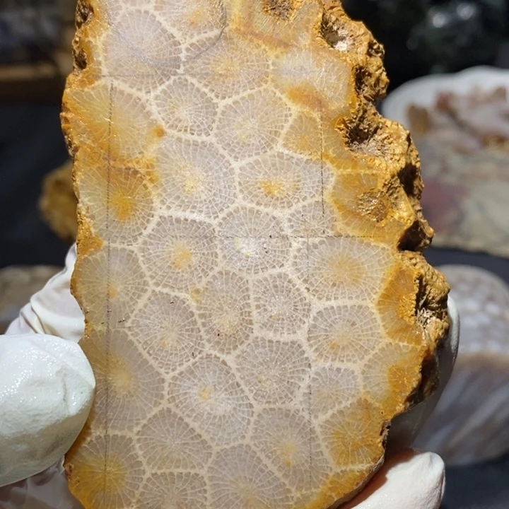 【闪购商品】未镶嵌珊瑚玉硅化玉