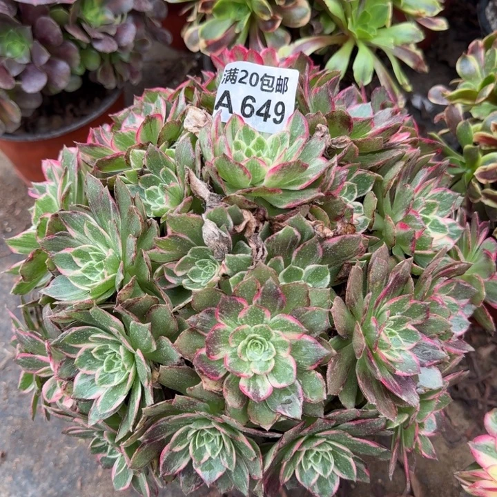 满20包邮，649万花筒