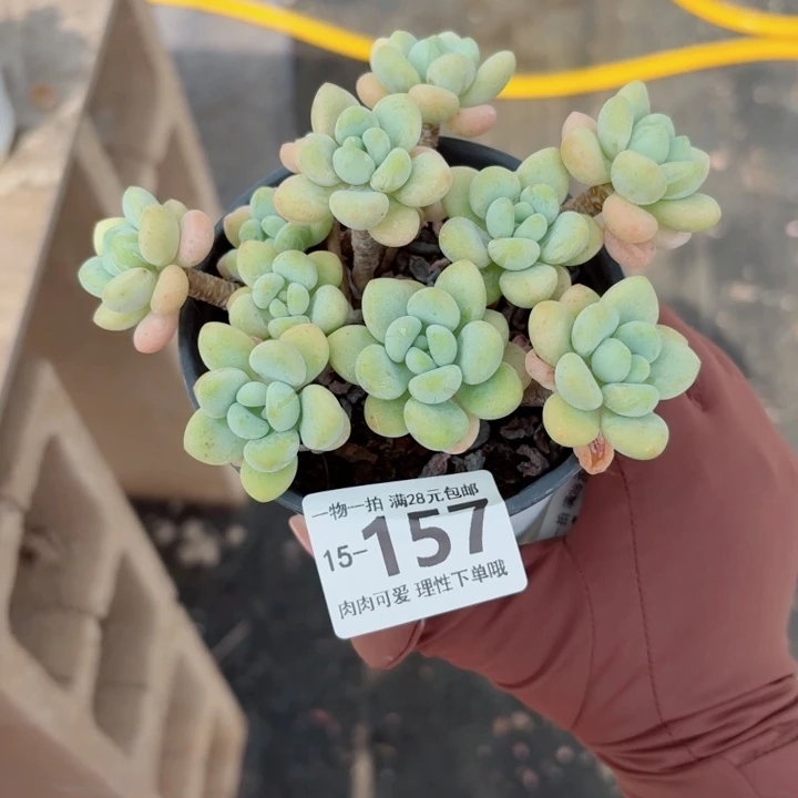 奶白糖无盆土发货多肉多