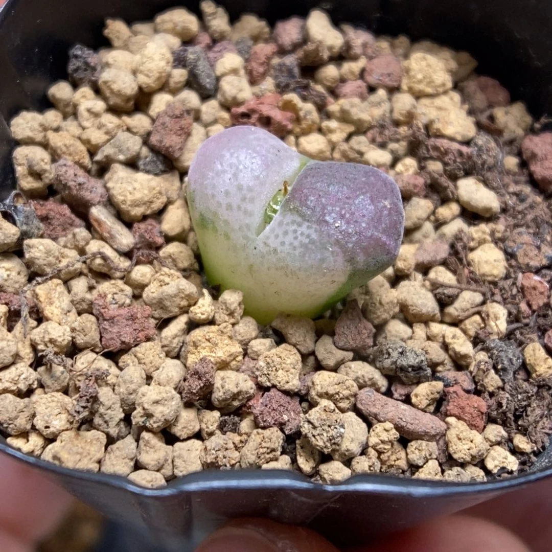 多肉植物肉锥杂交K-367 风铃杂 锦