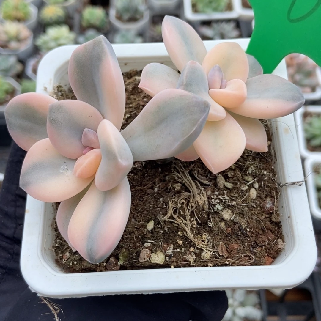 100紫乐锦多肉植物