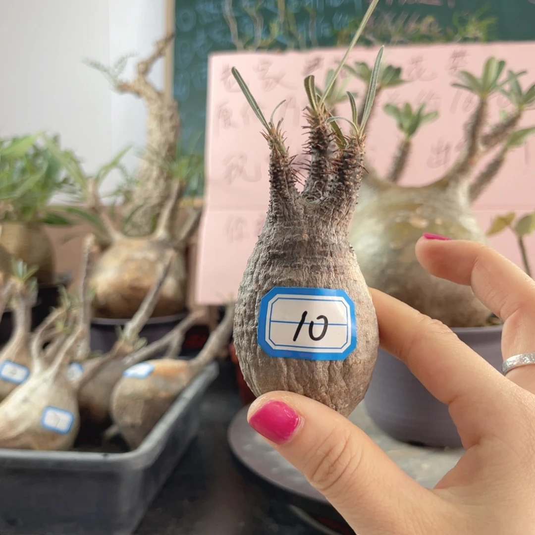 11月28日直播间福利宫不退换