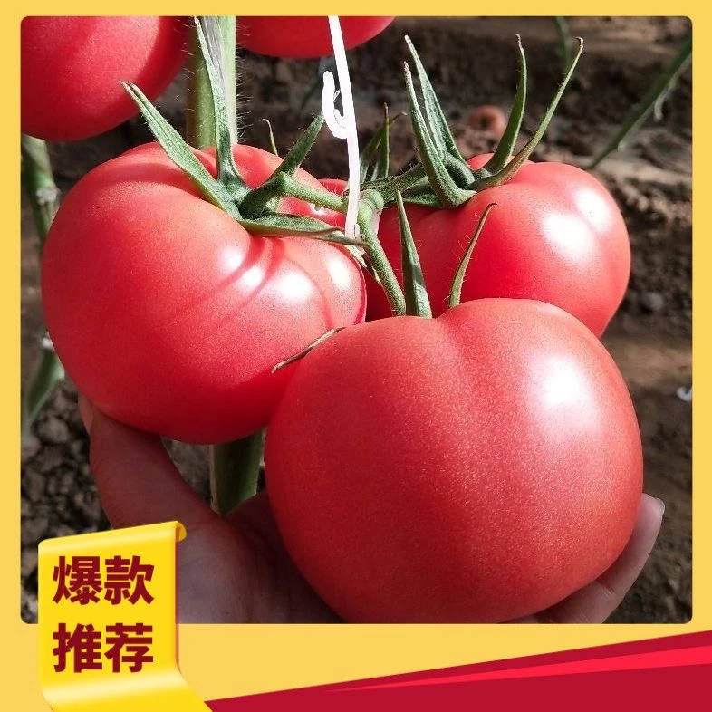 云南高原水果西红柿新鲜采摘自然成熟沙瓤番茄老少皆宜