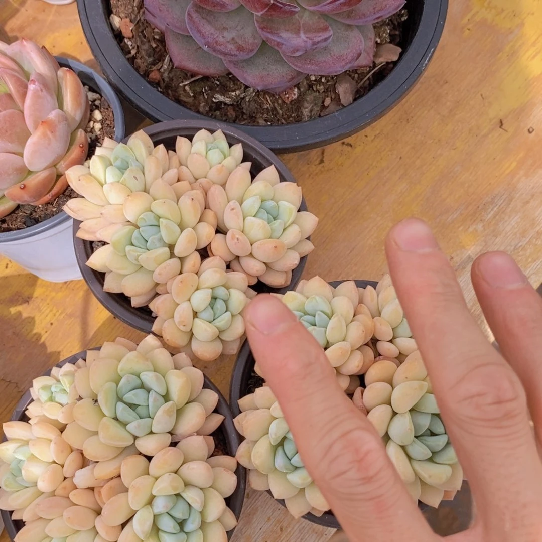 清位置，放寄养，仅限1.5天发货