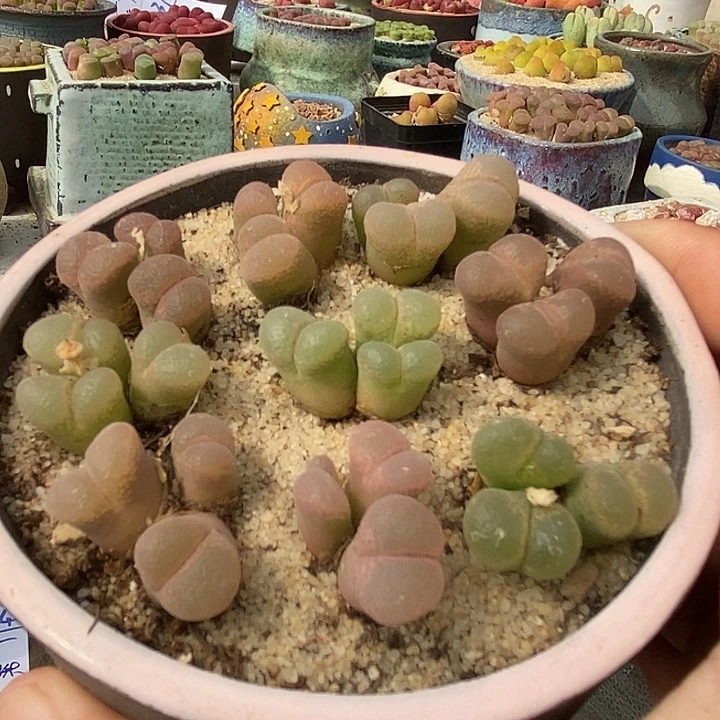 三头风铃母本一颗