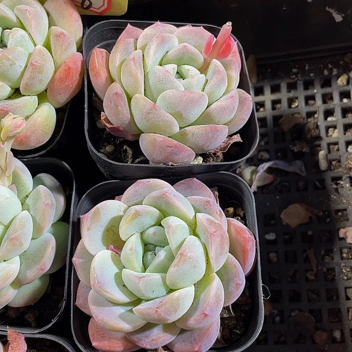 大单头后梦带盆土发