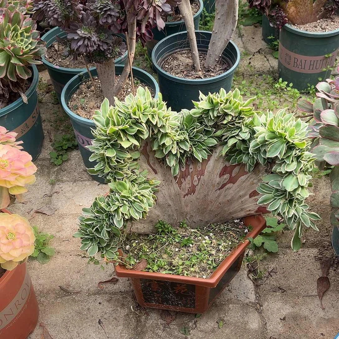 18大叶绿玫瑰缀化法师