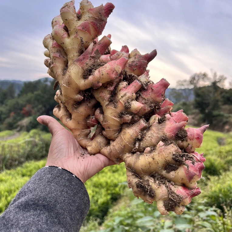 优优宝贝自家种植大别山岳西小黄姜新鲜现挖现发整块易碎勿拍