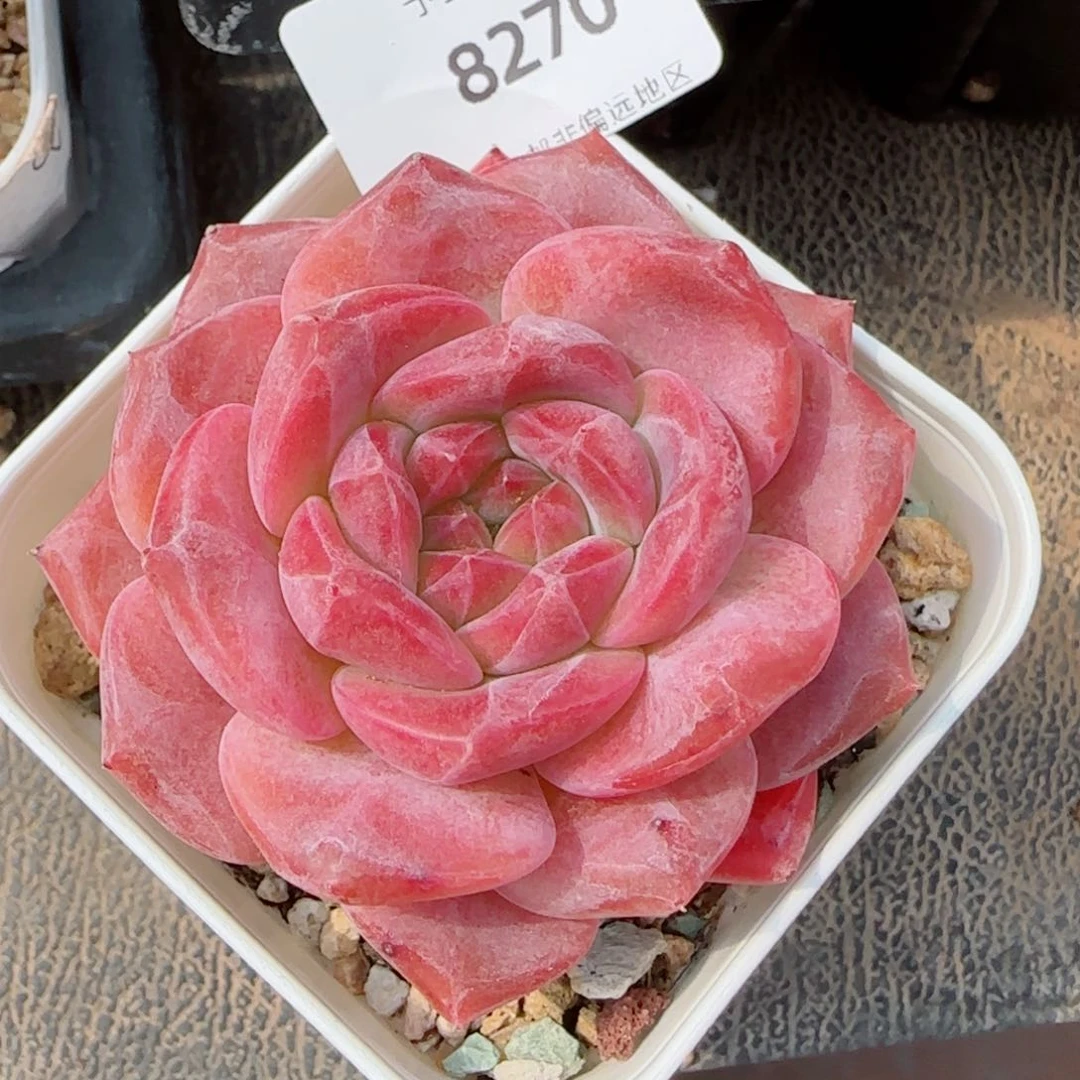 琥珀，8270多肉植物