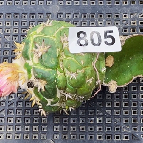 805短豪刺想牙一物一图如图