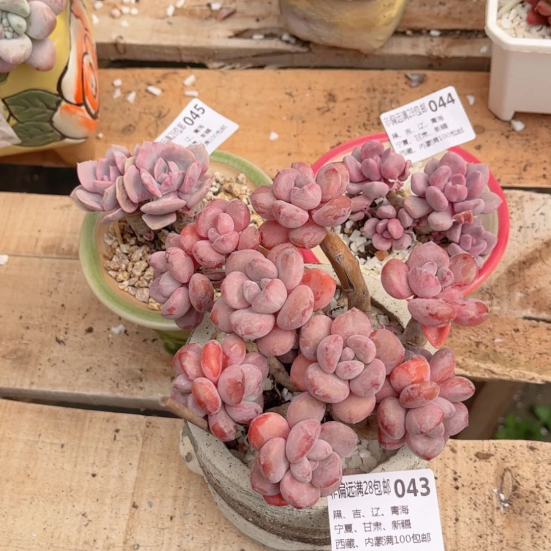 【闪购商品】丫*43.44.45