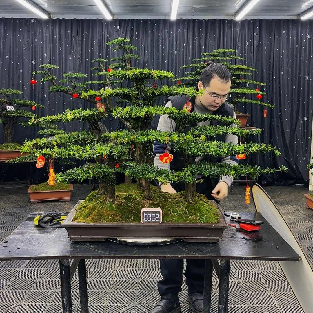 松树柏树造型盆景