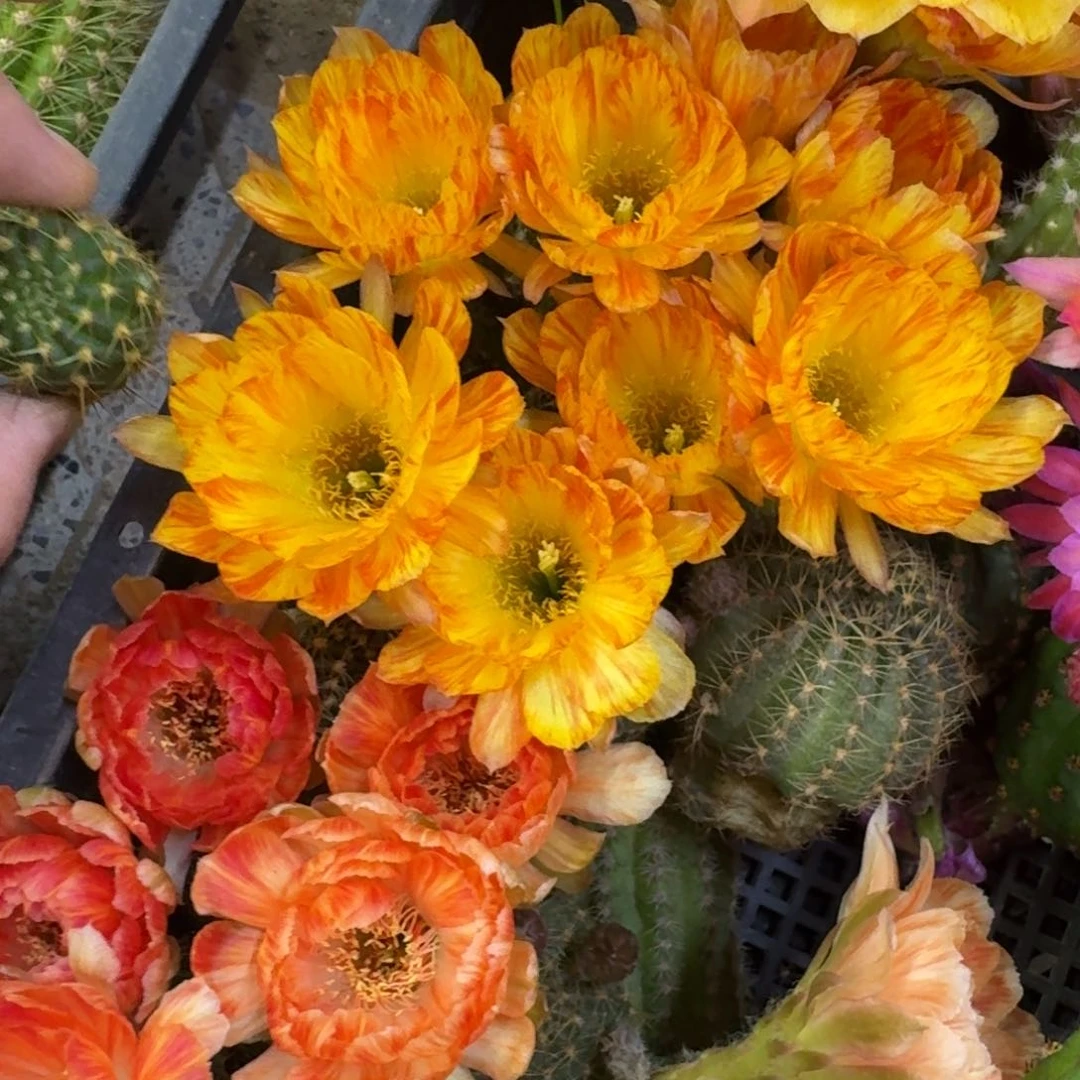 221丽花19歪无根侧牙3公分左右，20包邮