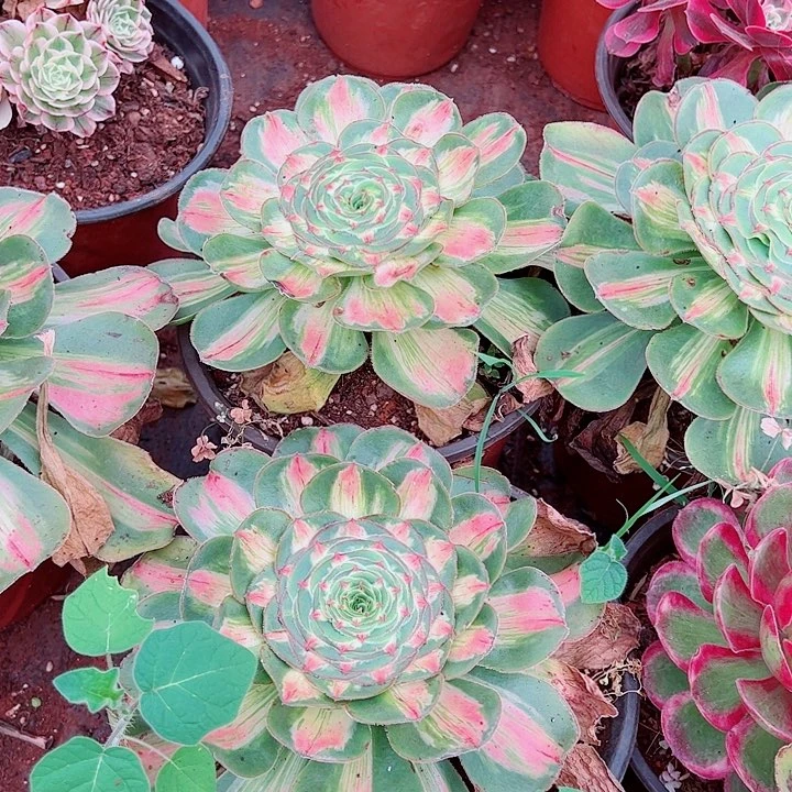 暴君单头多肉植物大战